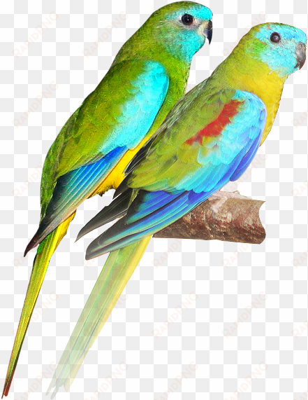 color theme letting nature pick the color theme for - turquoise parrot