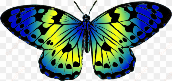 colored butterfly png - butterfly blue and yellow