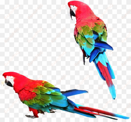 colorful parrot png image - parrot png