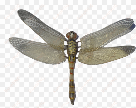 colorful vector dragonfly - dragonfly png