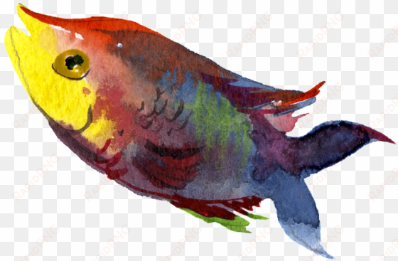 colorful watercolor hand drawn fish transparent - watercolor painting
