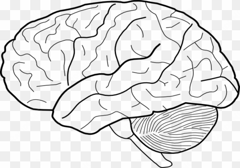 coloring trend medium size printable brain template - human brain drawing