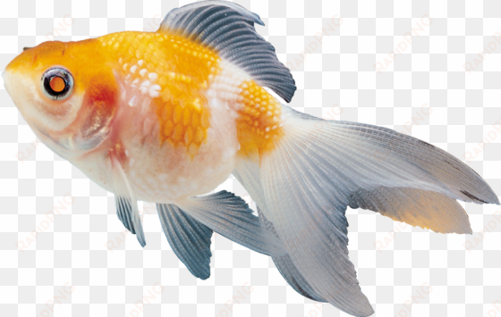 colour fish images png