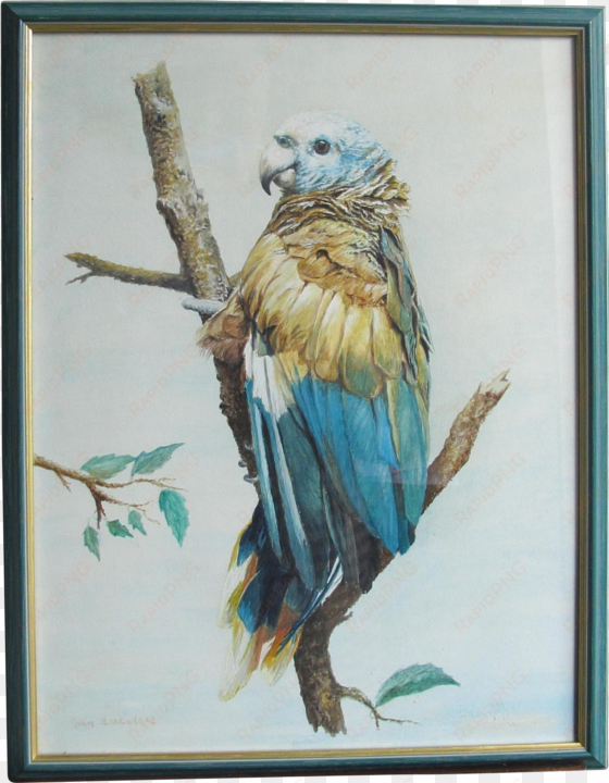 comblue parrot john baxendale 1919-1982 english bird - watercolor painting