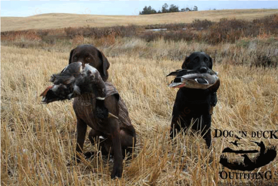 come hunt with us dog 'n duck - german shorthaired pointer