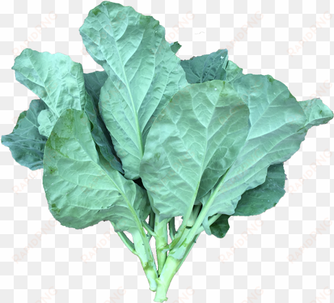 commercial - curly kale