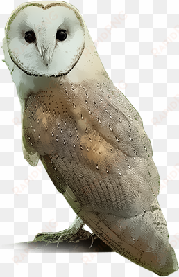 common barn-owl - barn owl png