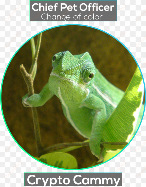 common chameleon