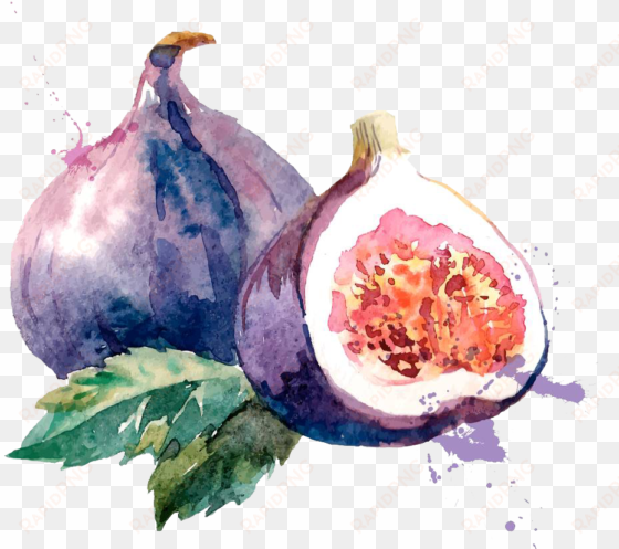 common fig watercolor painting drawing illustration - fig watercolor