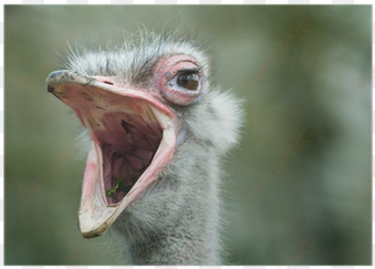 common ostrich