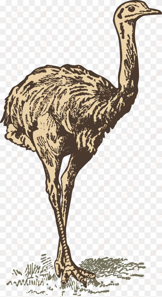 common ostrich download drawing - drawing