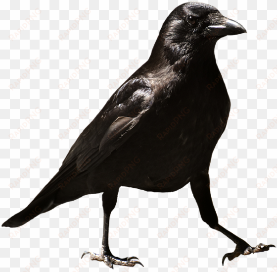 common raven png hd - crows