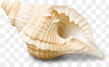 conch shell