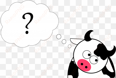 confused cow - cattle