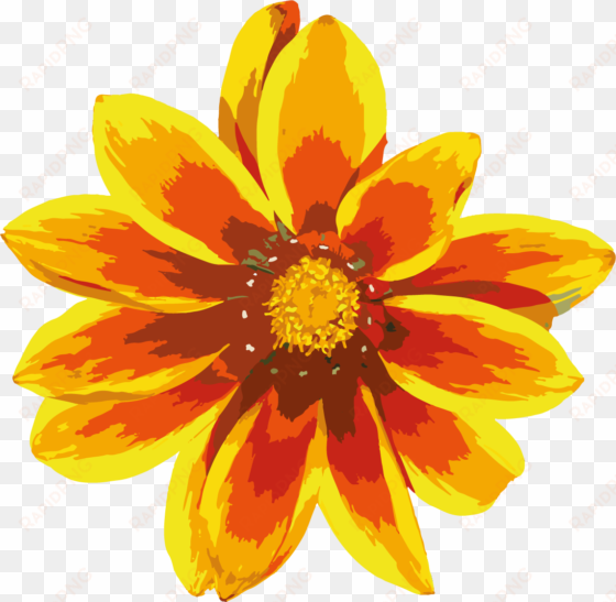contact orange flower png