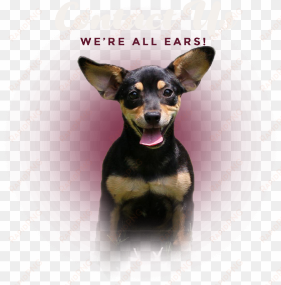 contact us we're all ears - pražský krysařík