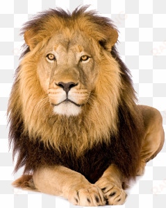 contourhead-lion - lion with white background