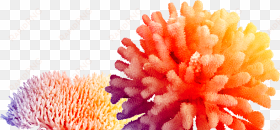 coral hd png