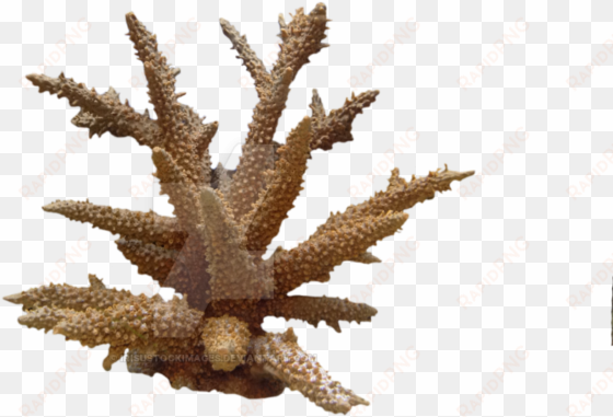 coral png photo - coral png