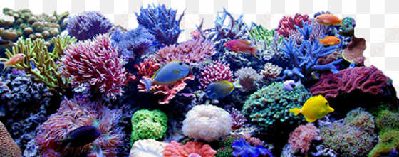 coral reef clipart png - coral reef transparent background