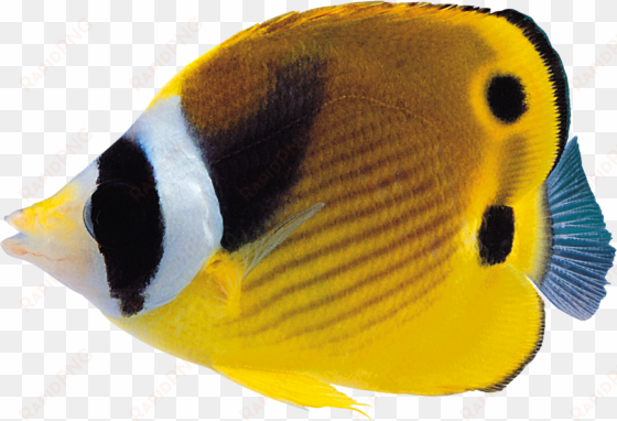 coral reef fish png