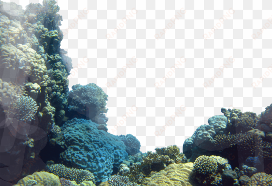 coral reefs png - coral reef png transparent