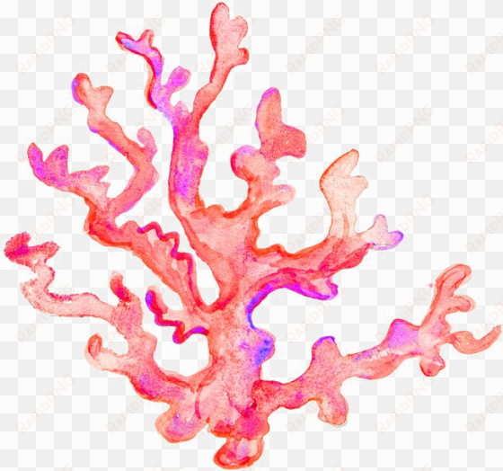 coral transparent image - coral transparent