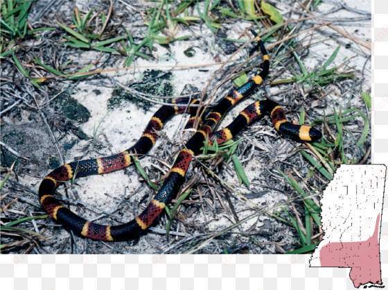 coralsnake micrurus fulvius