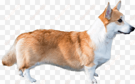 Corgi Dog - Pembroke Welsh Corgi Png transparent png image