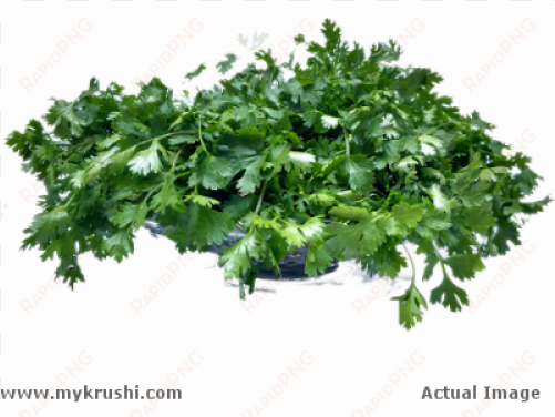 coriander leaves - parsley
