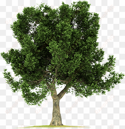 corkoak-big - big tree png hd