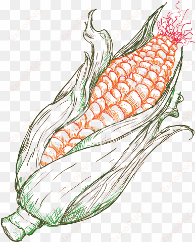 corn at getdrawings com - drawing corn illustration