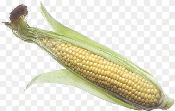 corn cob png image - corn in poop meme