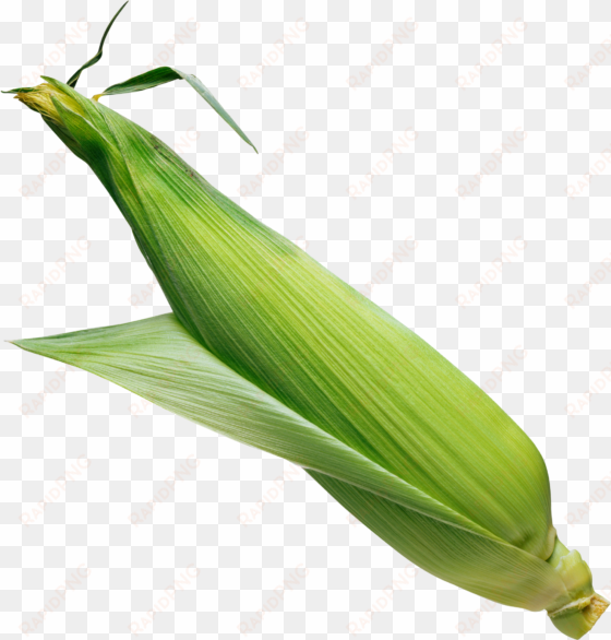 corn leaf png