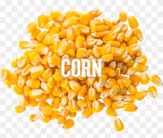 corn - maize