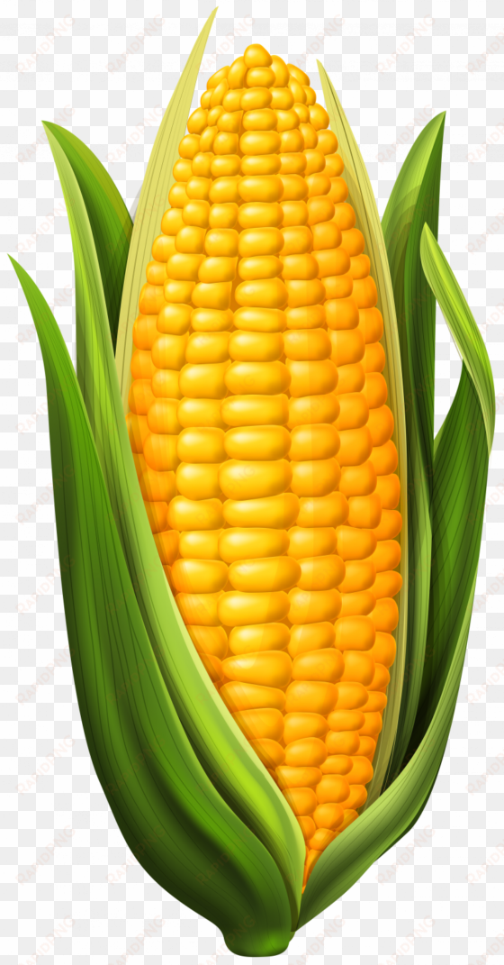 corn on the cob clipart