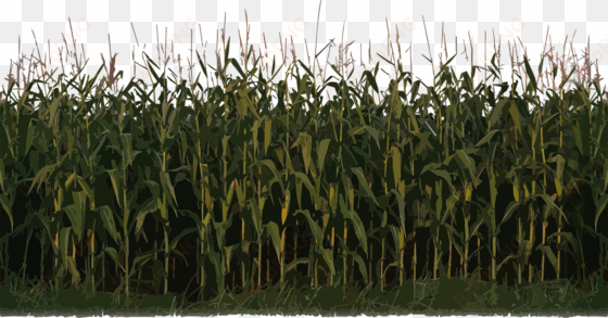 corn plant png image - farm double-sided cardstock 12"x12"-field of dreams