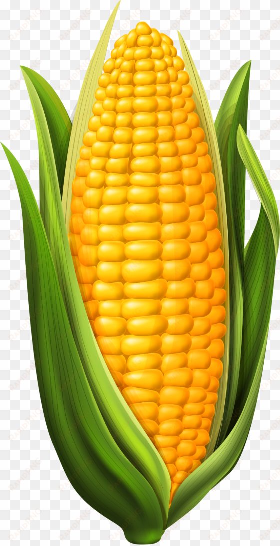corn png clip art image - corn on the cob clipart
