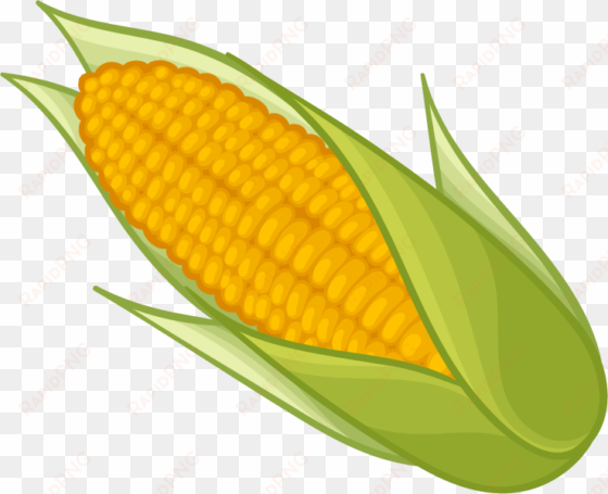 corn png clipart - clipart corn on the cob