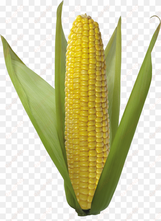 corn png image