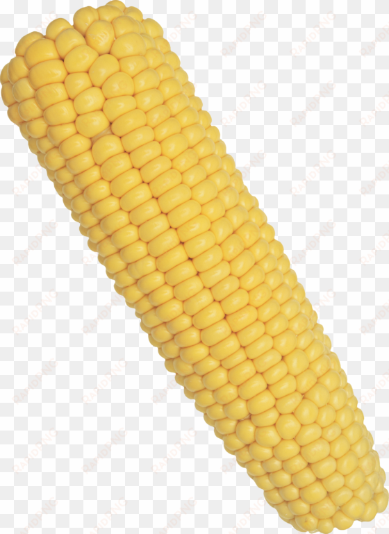 corn png image corn png image stock image - corn on the cob png