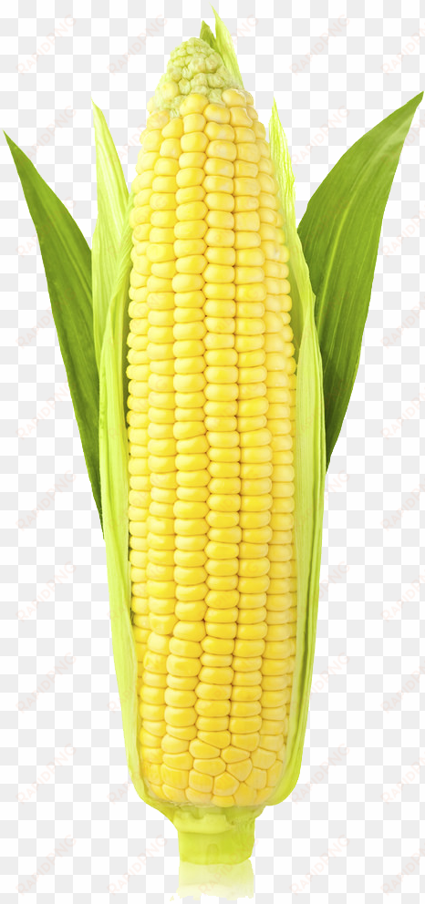 corn png image - stock photography