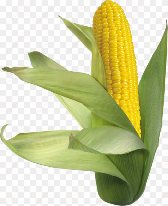 corn png picture - Кукуруза png