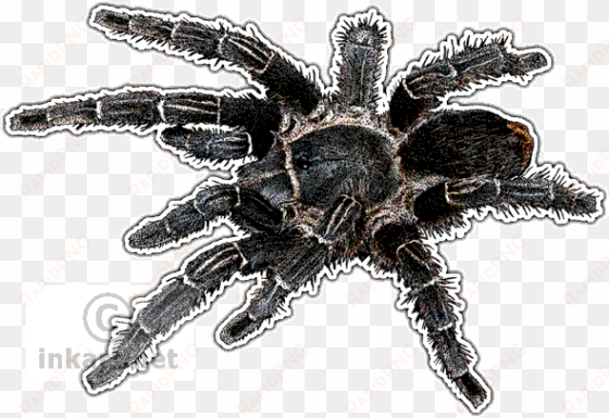 costa rican zebra tarantula art decal - tarantulas of the world greeting card