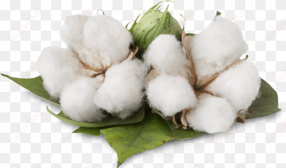 Cotton Cotton - Benefits Of Cotton Plant transparent png image