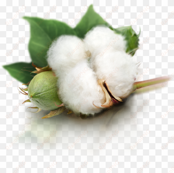 cotton plant png image - cotton png