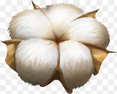 cotton plant png image - cotton png