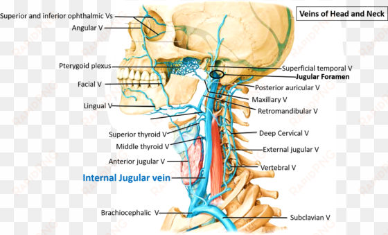 course of internal jugular vein - atlas of anatomy (thieme anatomy)
