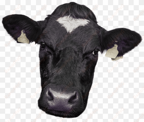 cow face png - cow face photo png