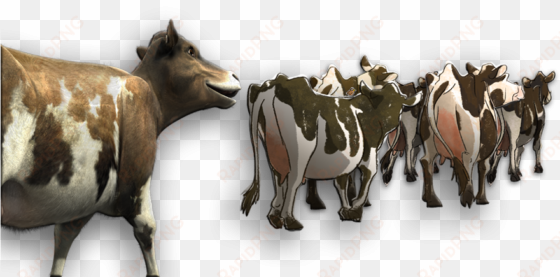 cow families - herd of cattle png